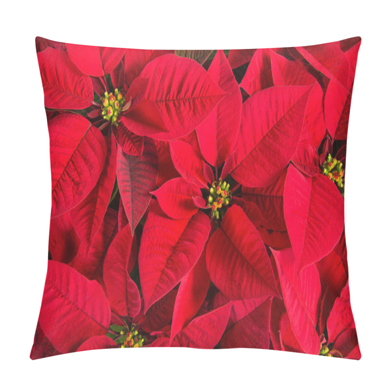 Personality  Closeup Of Red Poinsettia Flowers Pillow Covers