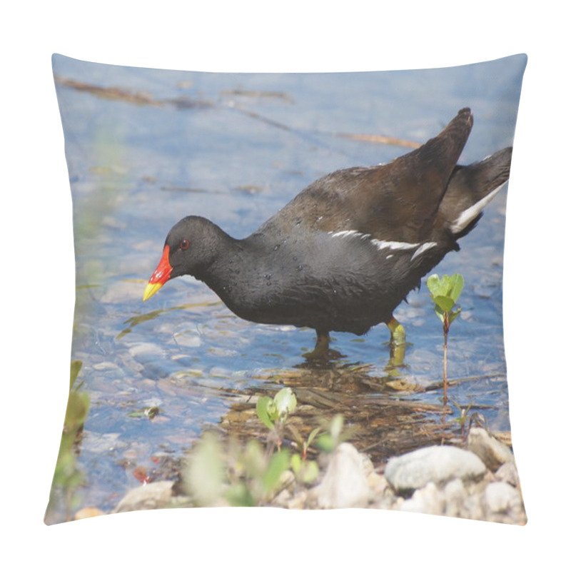 Personality  Common Moorhen, Gallinula Chloropus Pillow Covers