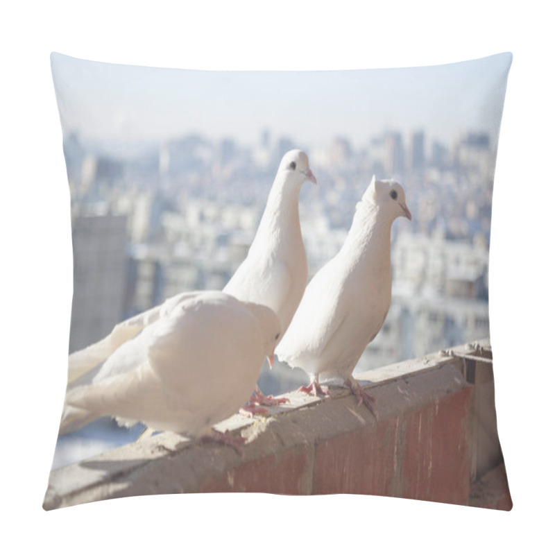 Personality  Three White Doves Coo Against The Cityscape From A High Floor. Relationship Of A Group Of White Birds. Doves Symbol Of Peace And Family And Romantic. Pillow Covers