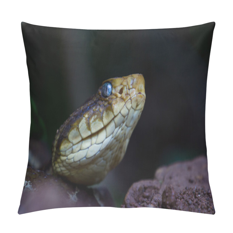 Personality  Wild Viper Pillow Covers