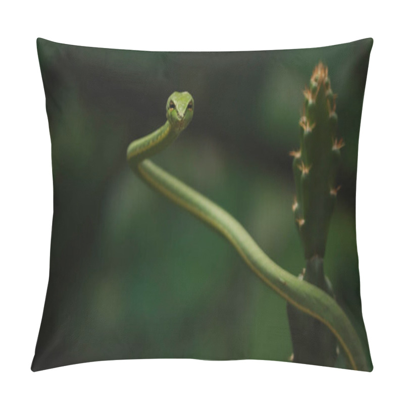 Personality  The Sharp Green Snake (Ahaetulla). With Blur Background Pillow Covers