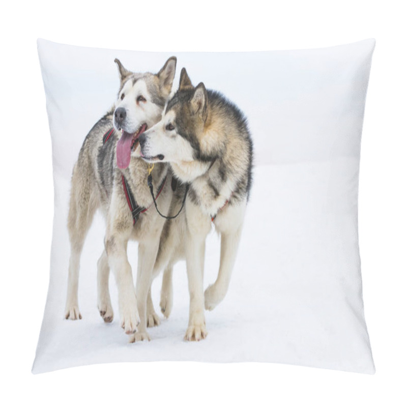 Personality  A Loving Couple Of Siberian Huskies And Malamuts Kissing, Tusnad, Romania Pillow Covers