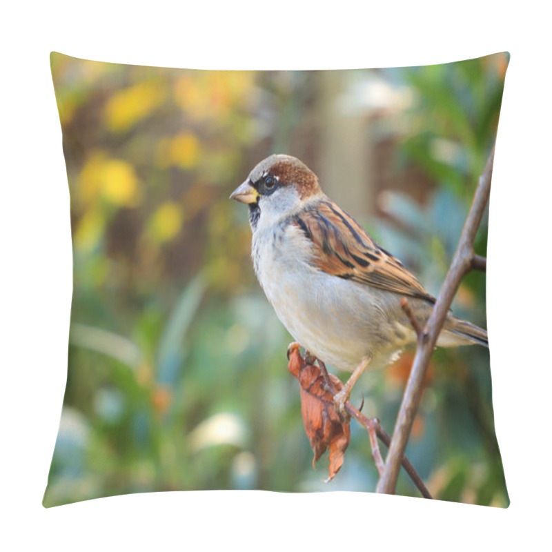 Personality  House Sparrow Male Simple Posing On Stump. House Sparrow (Passer Domesticus) Sits On A Branch. Songbird In The Nature Habitat Pillow Covers