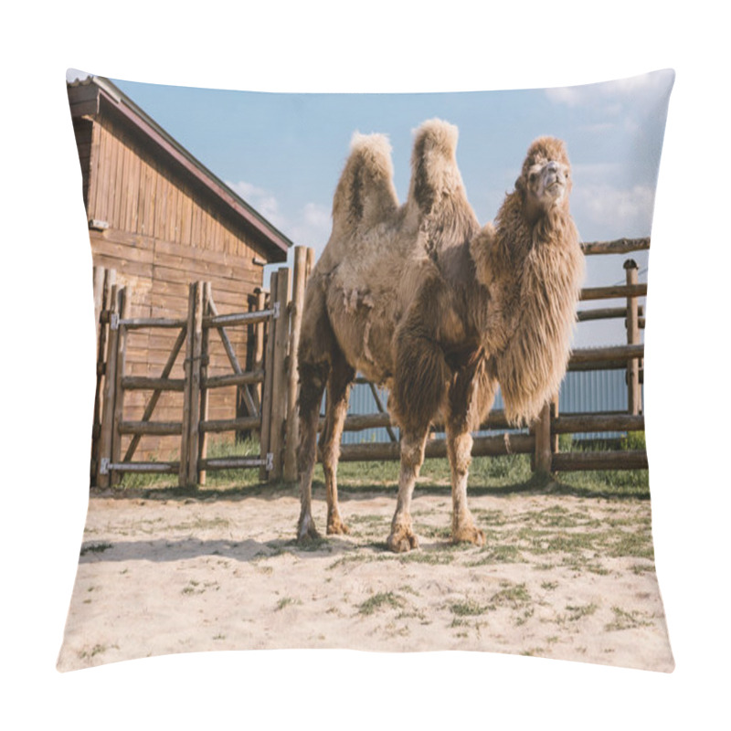 Personality  Close Up Shot Of Two Humped Camel Standing In Corral At Zoo Pillow Covers