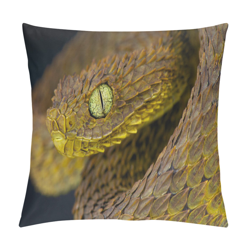 Personality  Bush Viper / Atheris Squamigera Pillow Covers