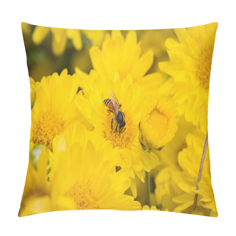 Personality  Close-up Of Bee Foraging Nectar On Flower Of Chrysanthemum Plants In Natural Field Outdoors Pillow Covers