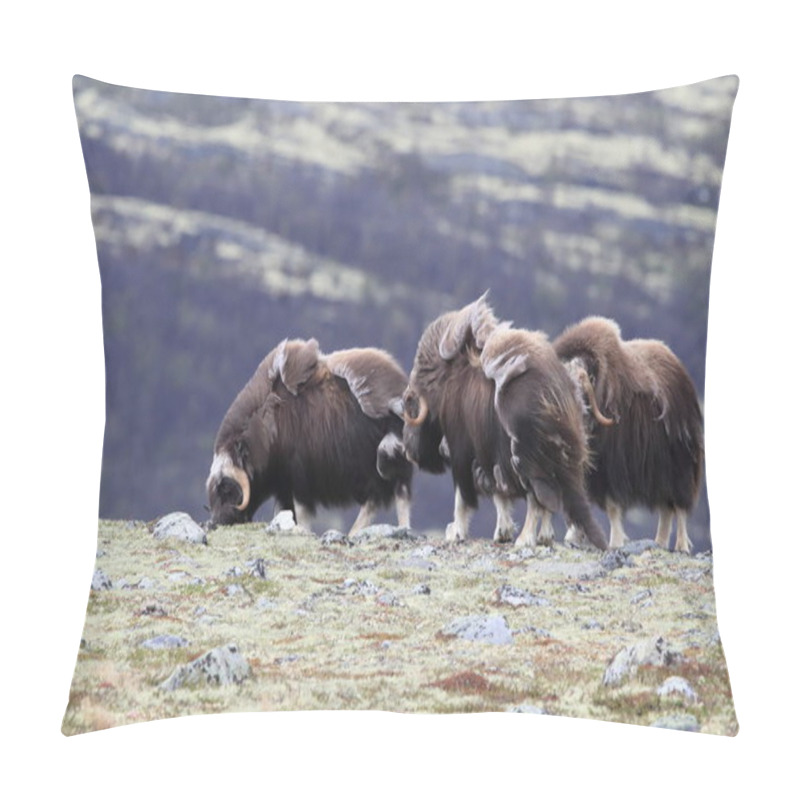 Personality  Muskox In Dovrefjell National Park, Norway Pillow Covers