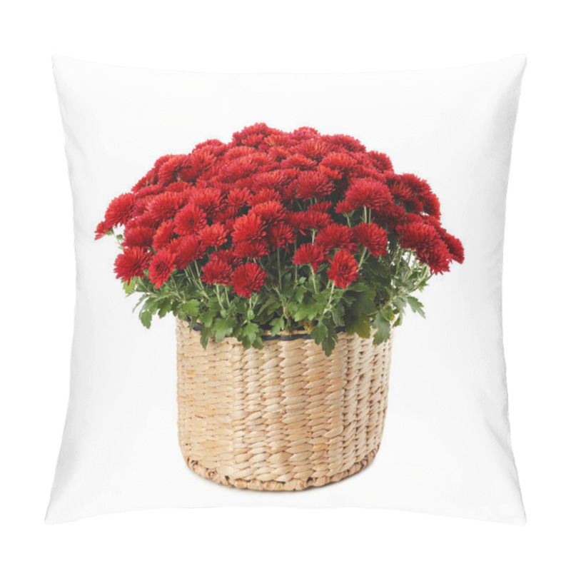 Personality  Beautiful Chrysanthemum Flowers In Wicker Pot On White Background Pillow Covers