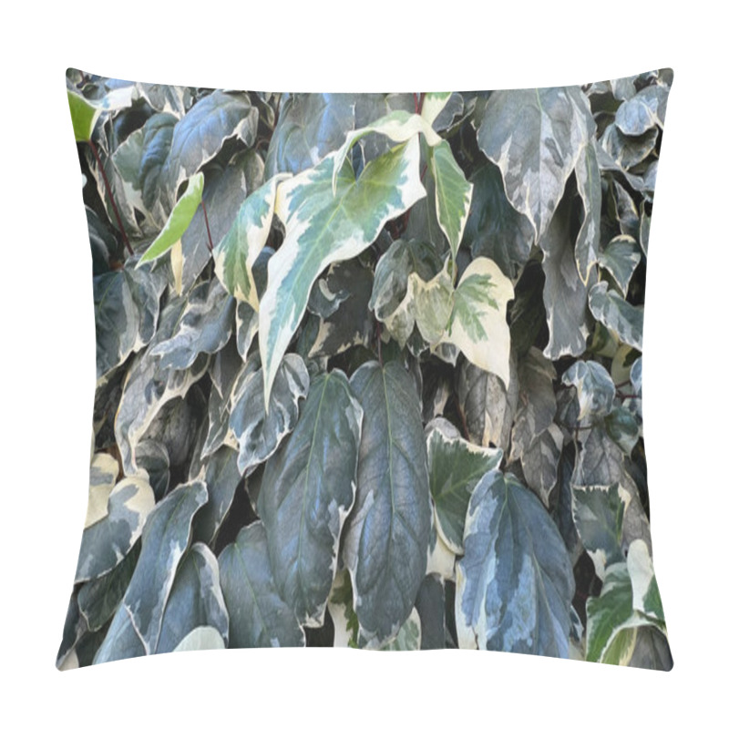 Personality  Wall Of Lush Green Ivy Leaves On Wall. High Quality Photo Pillow Covers