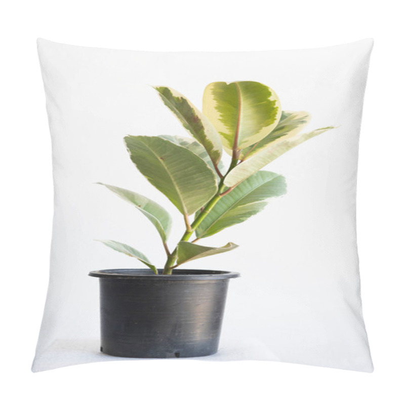 Personality  Ficus Elastica Tineke Or Variegated Rubber Plant Growing In A Pot With A White Wall Background And In Natural Light. Pillow Covers