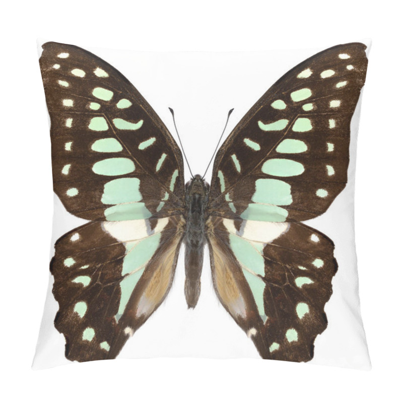 Personality  Butterfly Species Graphium Doson, Trivial Name: Common Jay. Pillow Covers