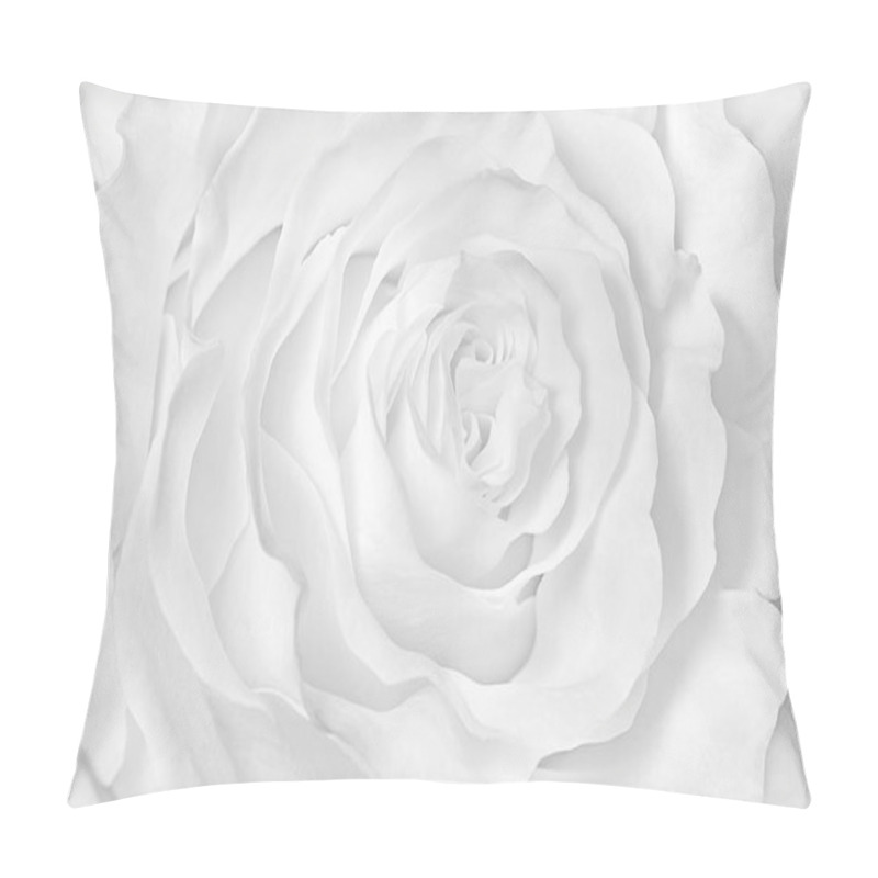 Personality  Monochrome Image, White Rose Close-up Pillow Covers