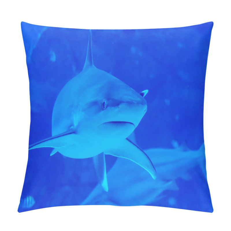 Personality  Head Focus Close Up Shot Of Sandbar Silvertip Sharks In A Blue W Pillow Covers