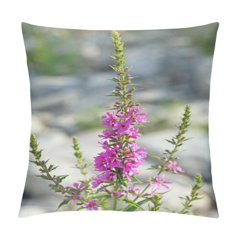 Personality  Lythrum Salicaria. A Plant Top With A Flower Pillow Covers