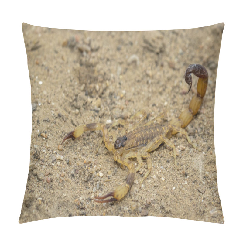 Personality  Image Of Brown Scorpion On The Ground. Insect. Animal. Pillow Covers