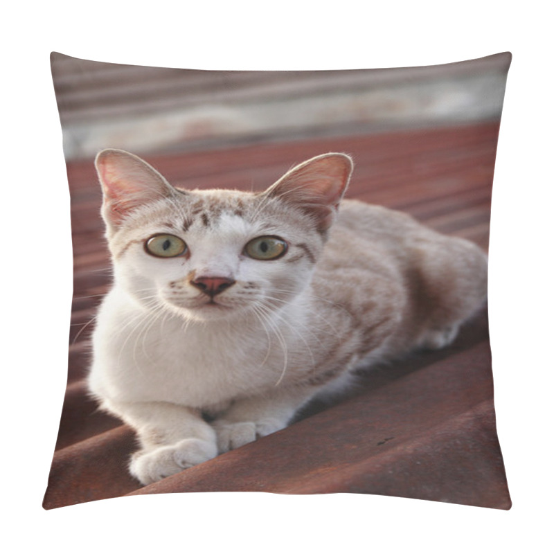 Personality  Baby Cats On The Roof Pillow Covers