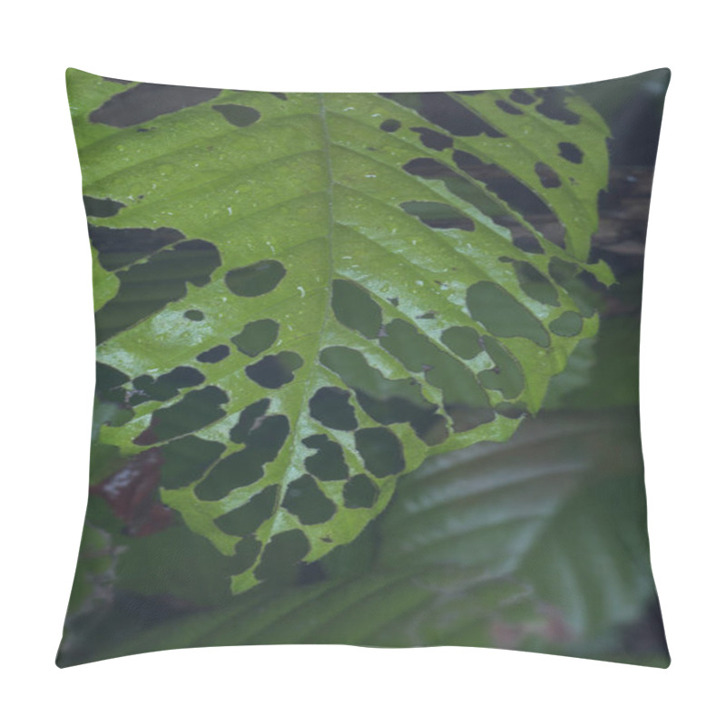 Personality  Closeup With Unhealthy Leaves Pillow Covers