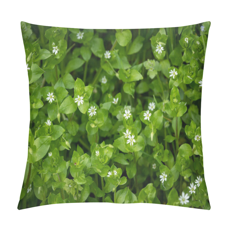 Personality  Closeup Of A Group Of Common Chickweed With Small White Blossoms Pillow Covers