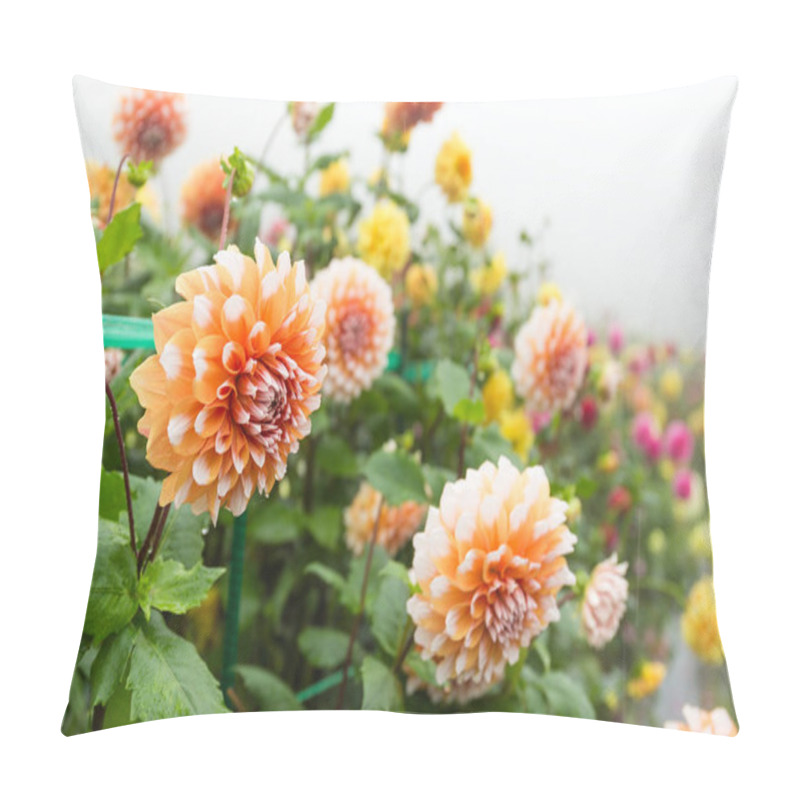 Personality  Beautiful Chrysanthemums Flowers In Garden Pillow Covers