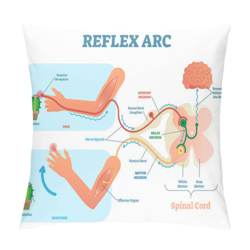 Personality  Spinal Reflex Arc Anatomical Scheme, Vector Illustration, With Spinal Cord, Stimulus Pathway To The Sensory Neuron, Relay Neuron, Motor Neuron And Muscle Tissue.  Pillow Covers