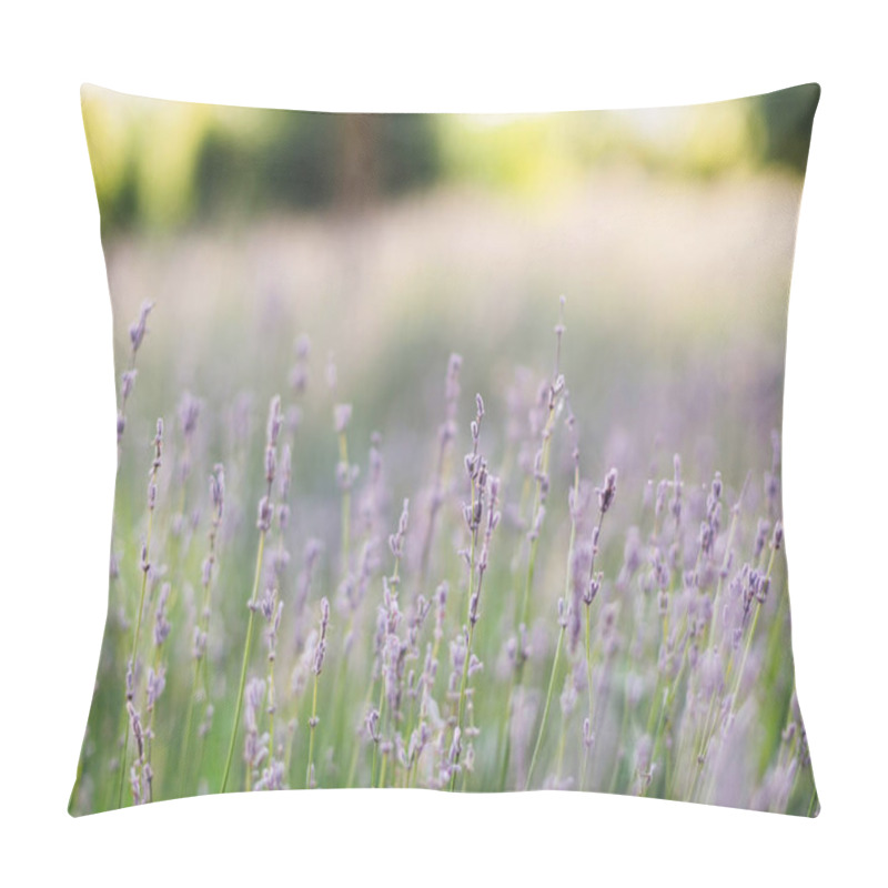 Personality  Beautiful Lavender Flowers Closeup In Sunny Morning Light In Mea Pillow Covers