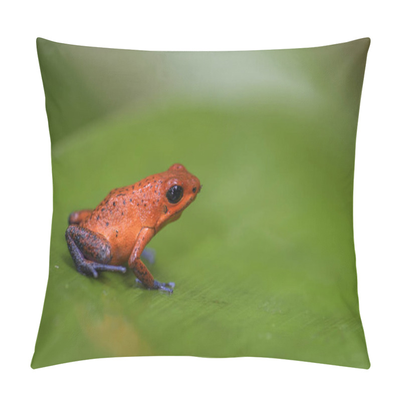 Personality  Red Poison Dart Frog - Oophaga Pumilio, Beautiful Red Blue Legged Frog From Cental America Forest, Costa Rica. Pillow Covers