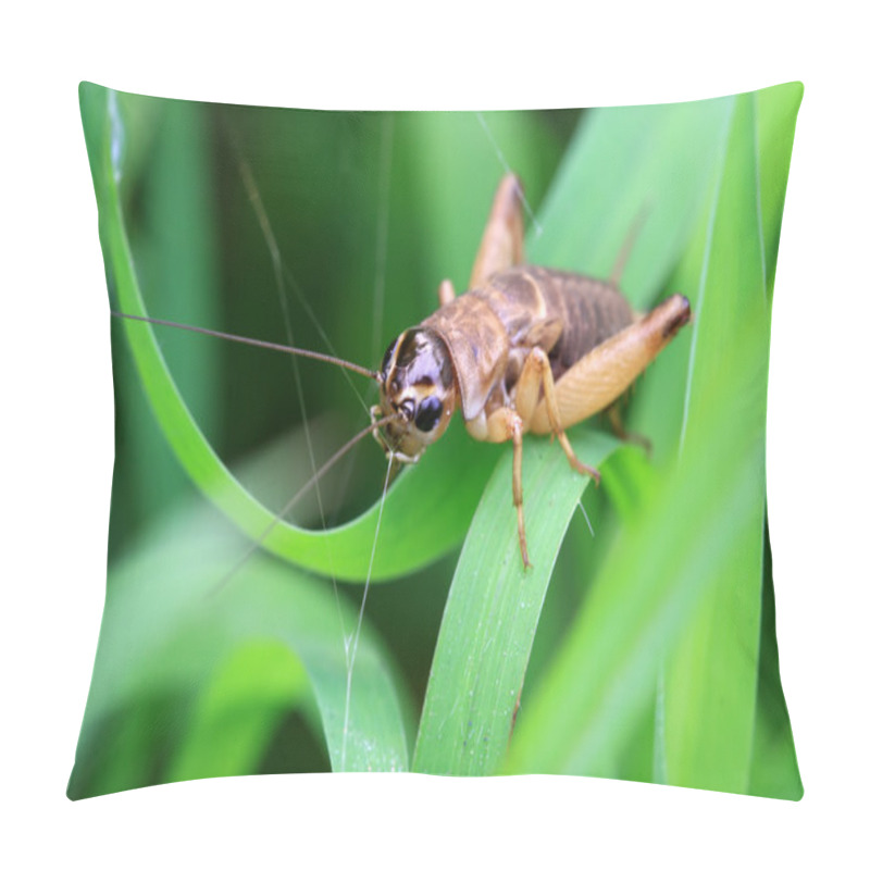 Personality  Cricket Nymphs Pillow Covers