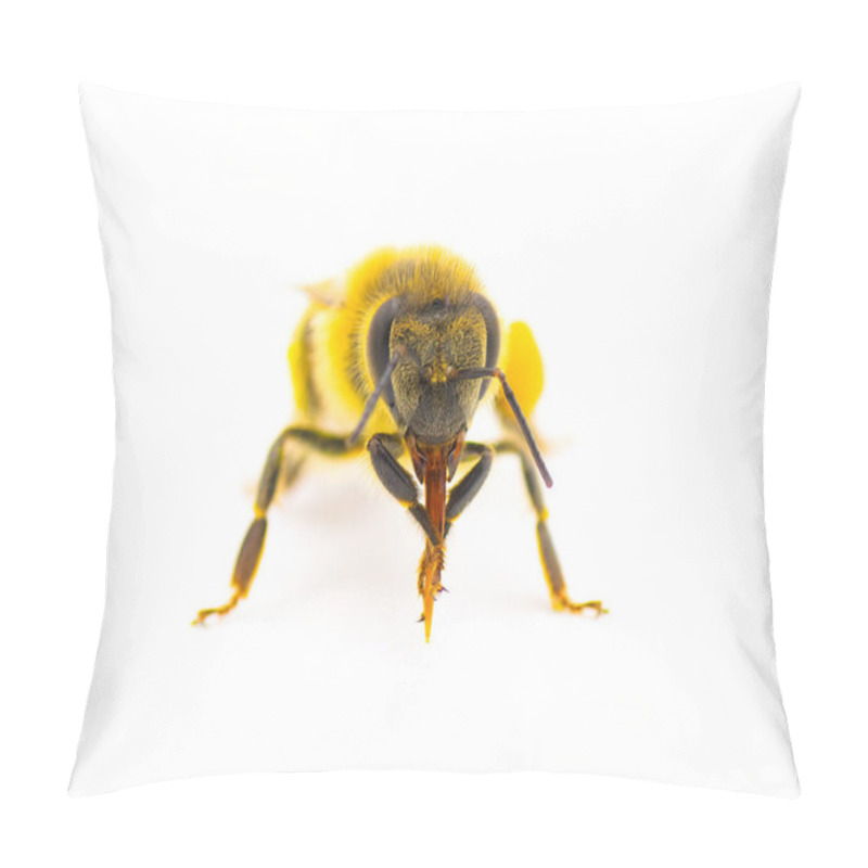 Personality  Western Honey Bee Or European Honey Bee - Apis Mellifera - Closeup Front View Showing Legs Rubbing On Tongue Front Face View Isolated On White Background Pillow Covers