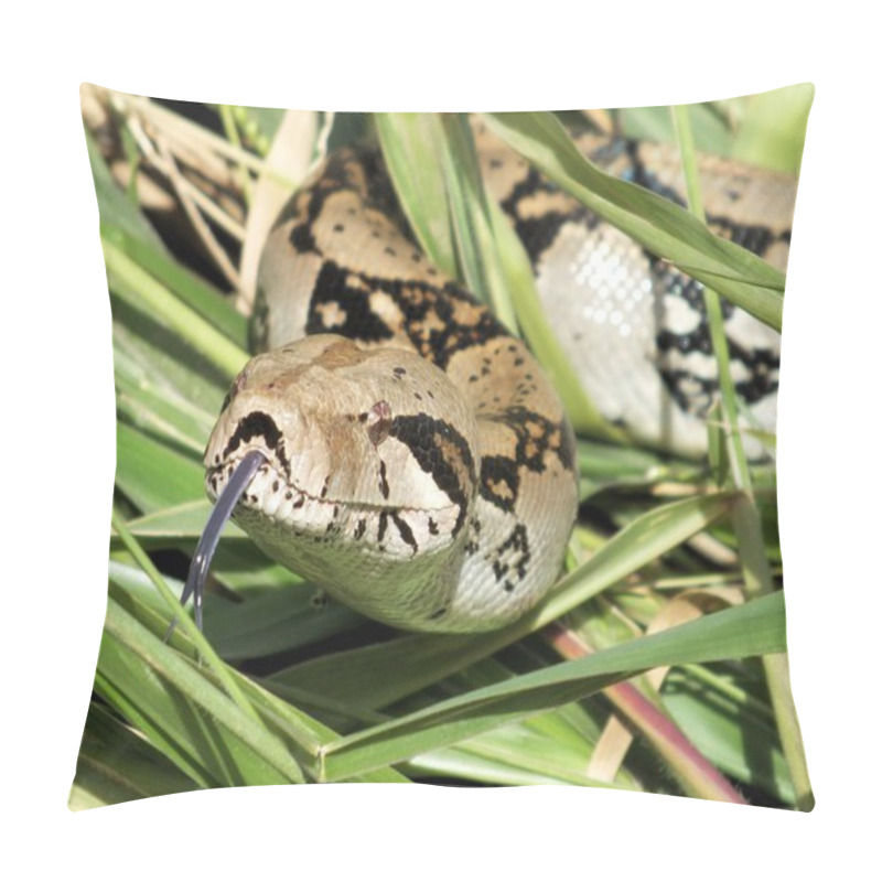 Personality  Boa Constrictor Close Up Pillow Covers