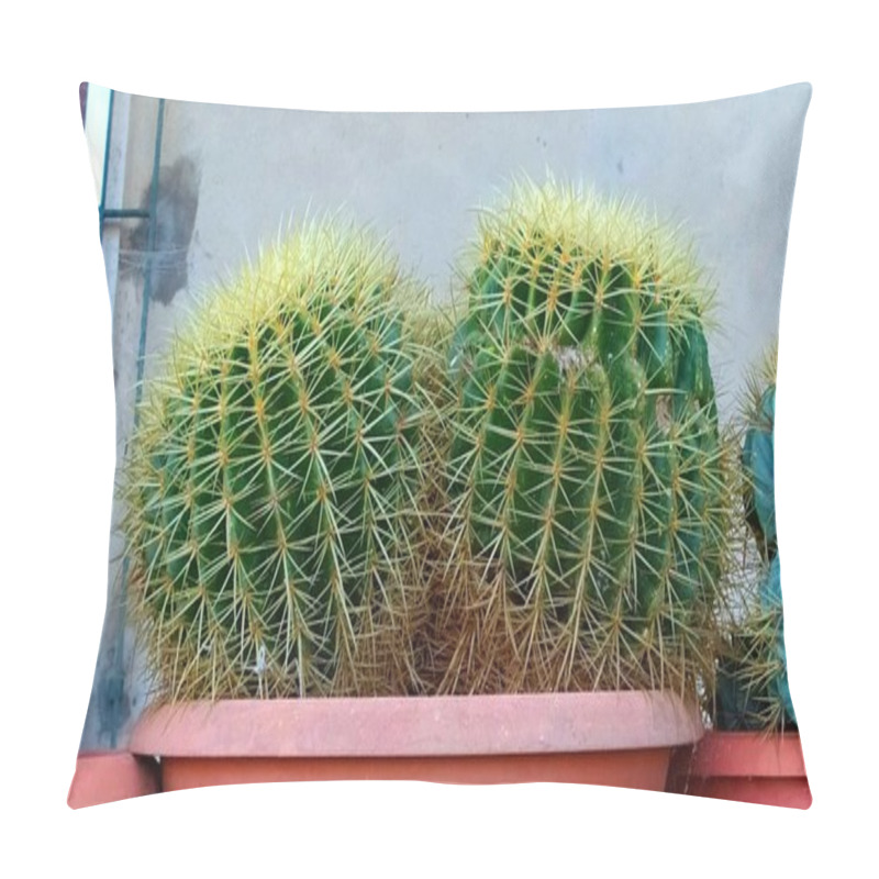 Personality  Iconic Succulents: Echinocactus Grusonii In Detail. Echinocactus Grusonii: Mother-in-Law's Cushion - Thorny Beauty In Close-Up. Pillow Covers