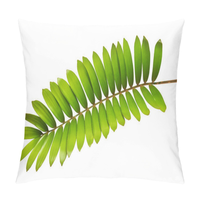 Personality  Cardboard Palm Or Zamia Furfuracea Or Mexican Cycad Leaf  Isolated On White Background, With Clipping Path Pillow Covers