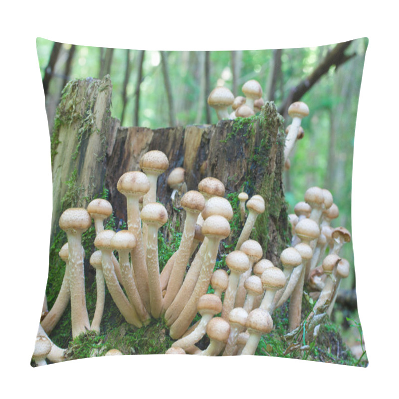 Personality  Agaric Honey Fungus Near Stump Pillow Covers