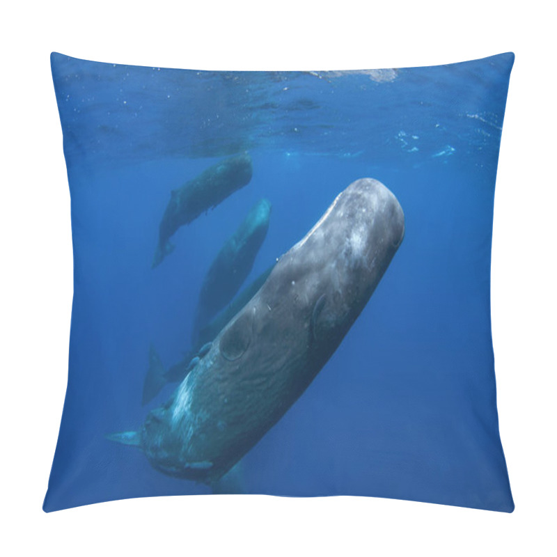 Personality  Sperm Whale, Physeter Macrocephalus, Indian Ocean Pillow Covers