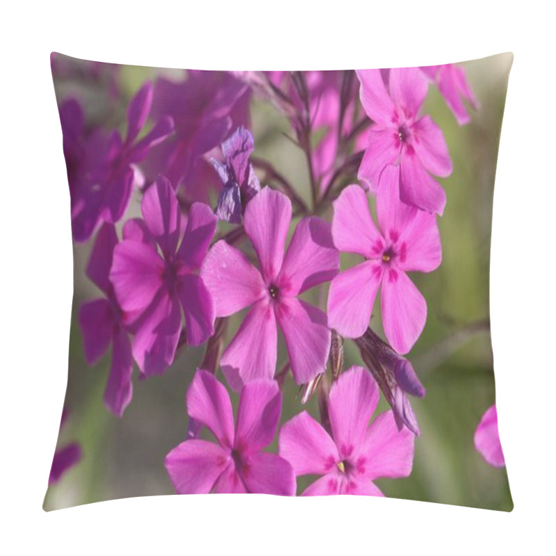 Personality  Flowers Of A Cultivated Prairie Phlox Plant, Phlox Pilosa Pillow Covers