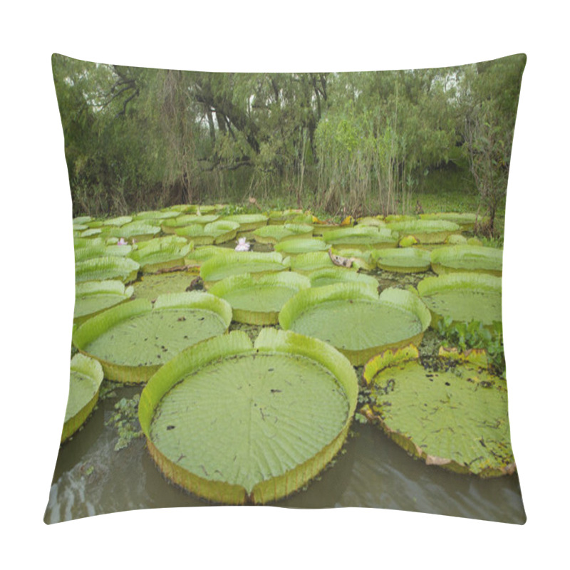 Personality  Exotic South American Aquatic Plants. View Of Victoria Regia Colony, Also Known As Giant Amazon Water Lily, Large Round Floating Leaves, Growing In The River Shallows. Pillow Covers