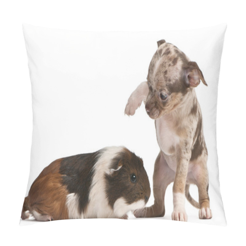 Personality  Chihuahua Puppy Interacting With A Guinea Pig In Front Of White Background Pillow Covers