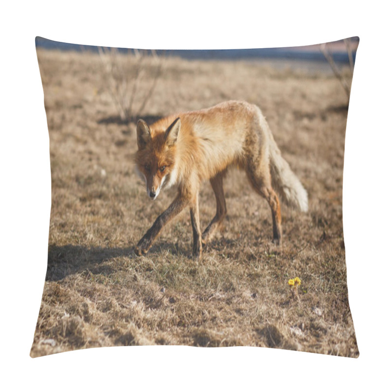 Personality  Red Fox Walking On The Sidewalk In The City Pillow Covers