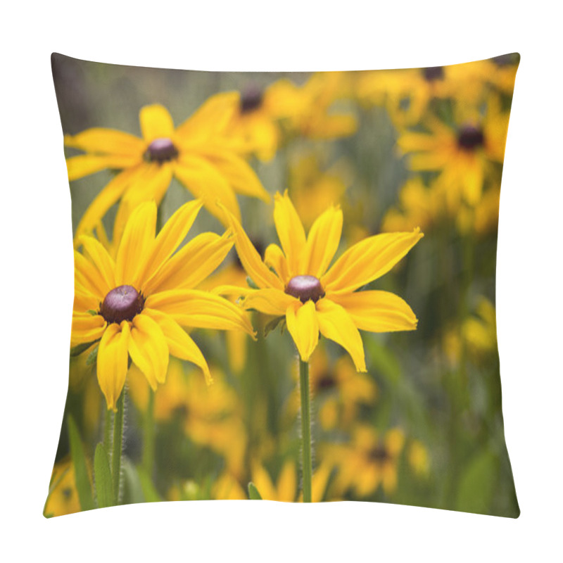 Personality  Bright Yellow Rudbeckia Or Black Eyed Susan Flowers In The Garden Pillow Covers