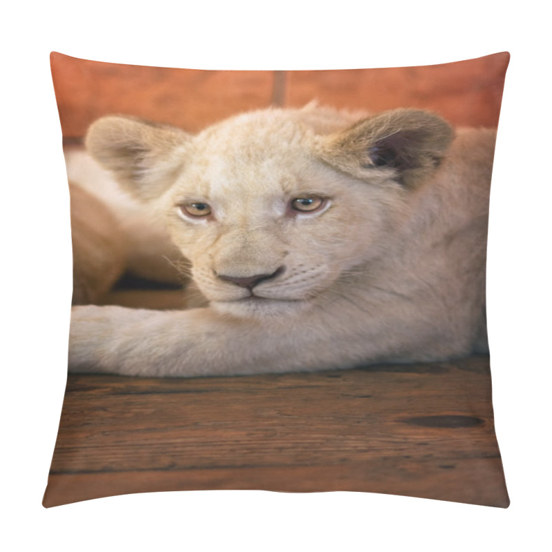 Personality  Baby Lion In The Zoo Pillow Covers