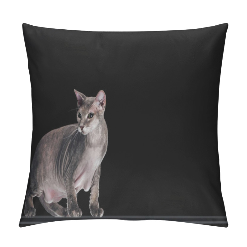 Personality  Side View Of Domestic Grey Sphynx Cat Looking Away Isolated On Black Pillow Covers