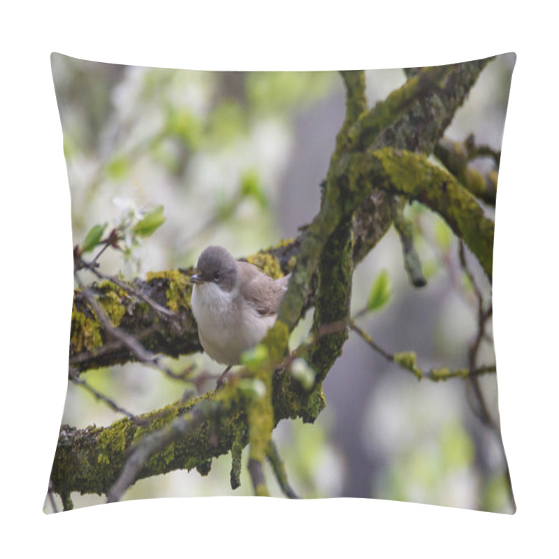 Personality  Lesser Whitethroat, Sylvia Curruca Bird On Tree In Garden. Pillow Covers