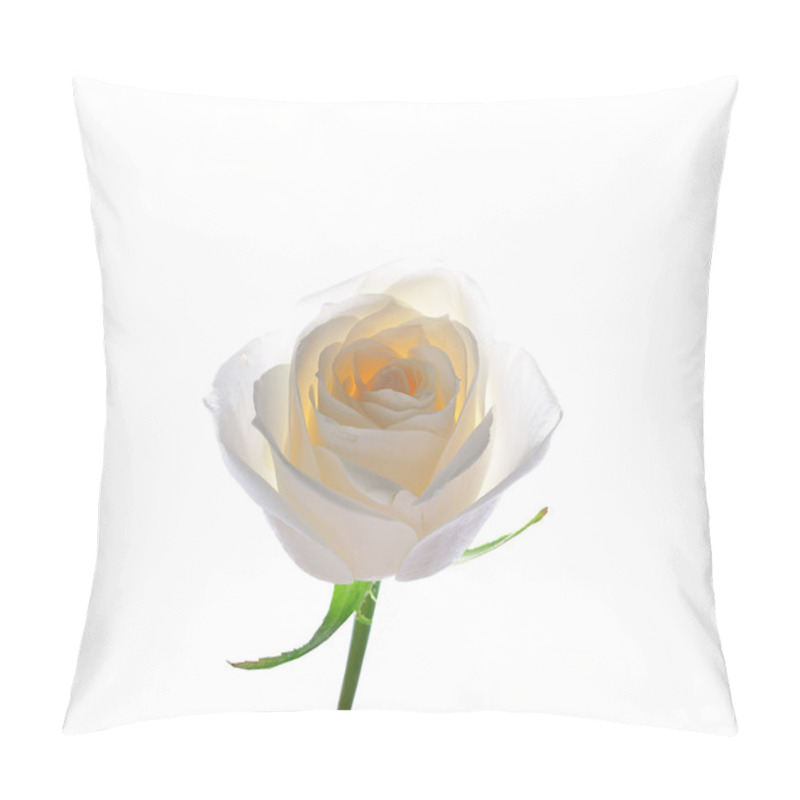 Personality  Rose Flowers Close Up On Background . Pillow Covers