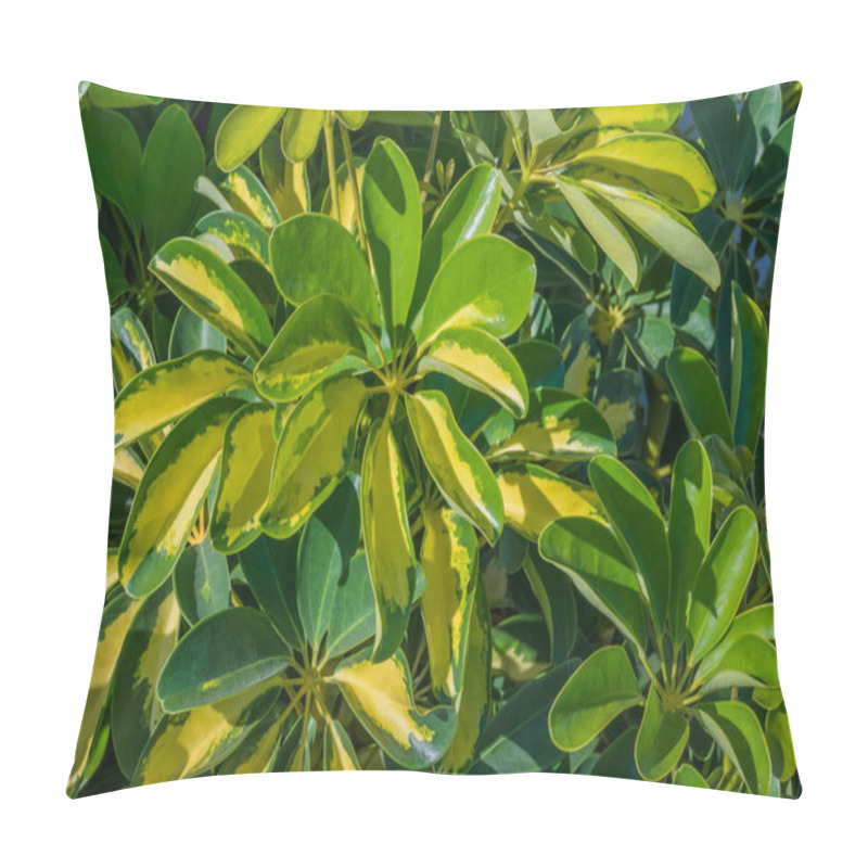 Personality  Plant Dwarf Umbrella Tree Schefflera Actinophylla Variegata With Sunlight In Summer Pillow Covers