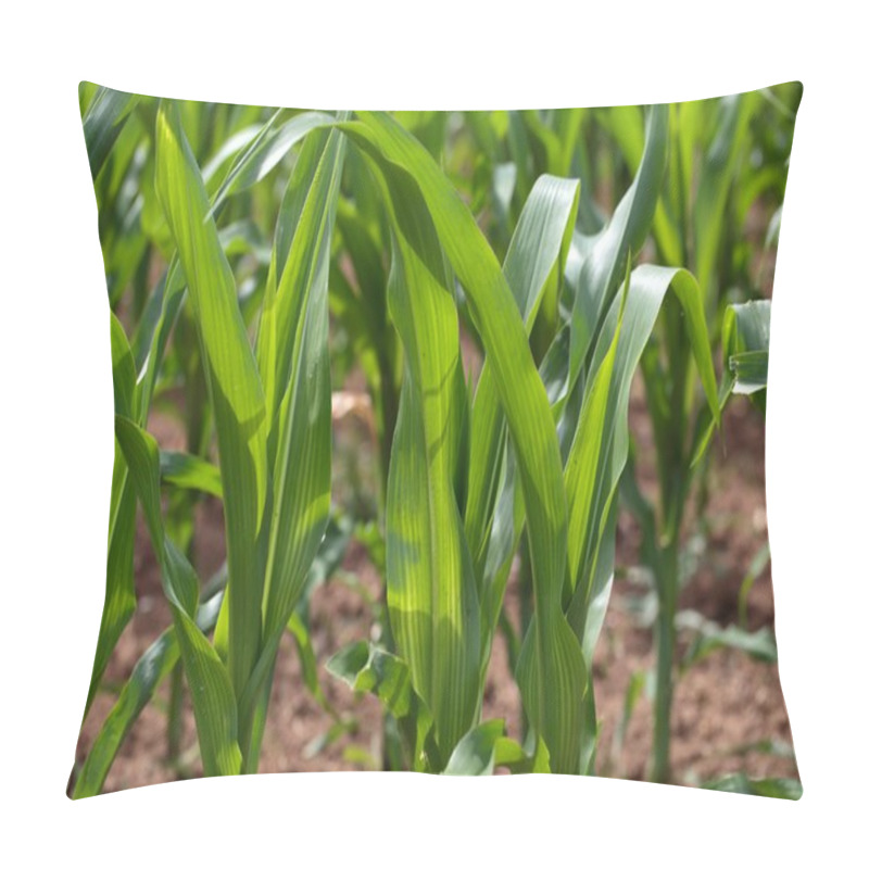 Personality  Maize Plants Pillow Covers