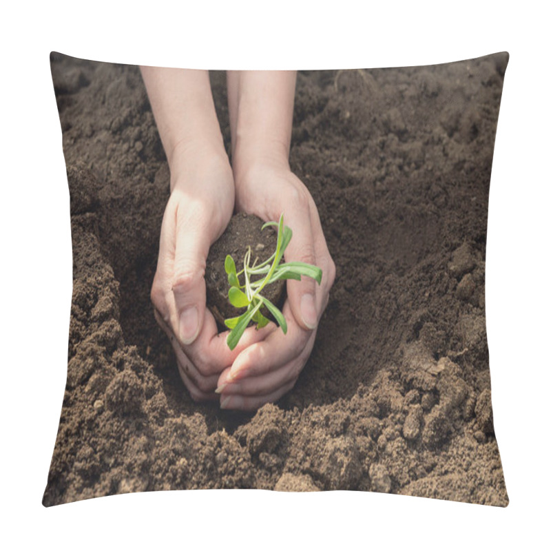 Personality  Female Hands Plant Seedlings Of Cornflower Flowers In The Ground Pillow Covers