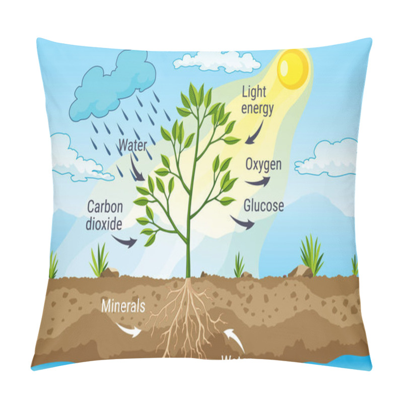 Personality  Photosynthesis As A Process Of Tree Produce Oxygen Using Rain And Sun. Diagram Showing Process Of Photosynthesis In Plant. Colorful Biology Scheme For Education In Flat Style Pillow Covers