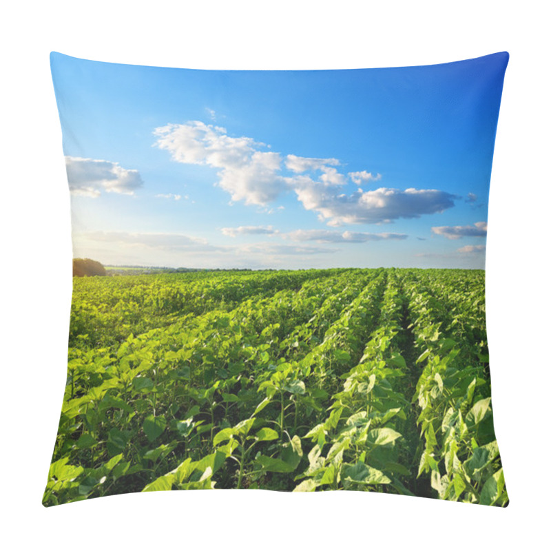 Personality  Field Of Young Sunflowers Pillow Covers