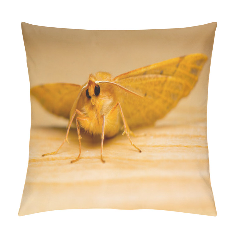 Personality  Moth Macro Pillow Covers