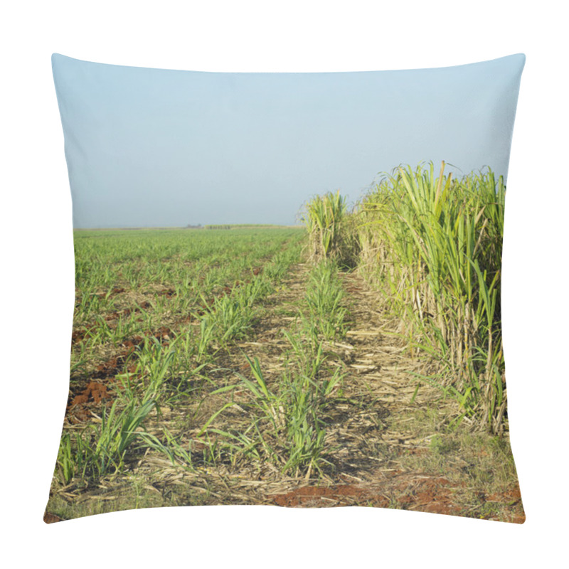 Personality  Sugar Cane Field, Ren Pillow Covers