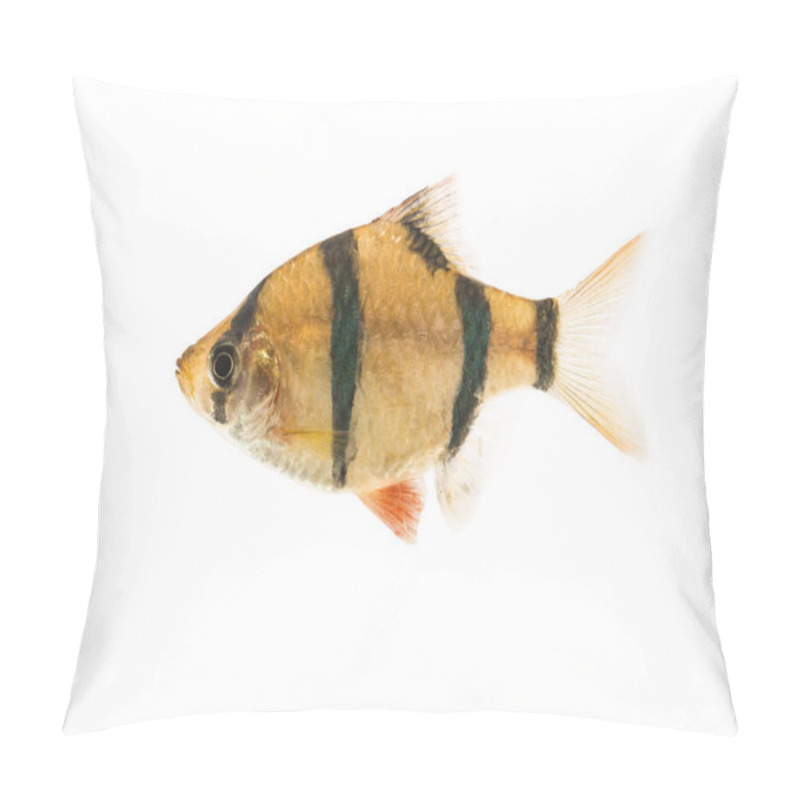 Personality  Sumatran Barb Fish  On White Background Pillow Covers